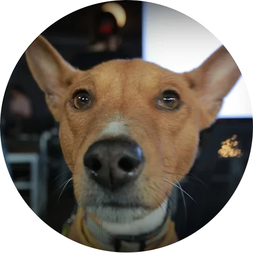 der hund, bassenji, basenji rasse, bassenjis, jack russell terrier