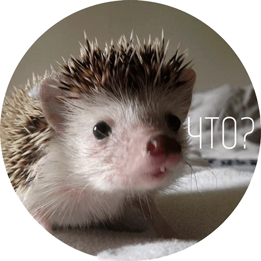 hedgehog, domestic hedgehog, little hedgehog, dwarf hedgehog, dwarf african hedgehog