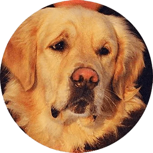 der labrador, labrador retriever, labrador retriever rot, golden retriever labrador, canadian golden retriever