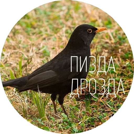 the black thrush, the black bird, the black bird, der schwarze drosselvogel, the black song thrasher
