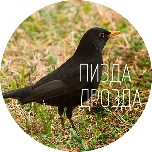 tordo negro, blackbird, blackbird, tordo negro, canción negra