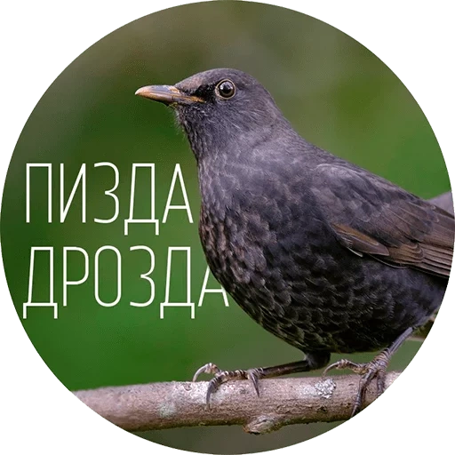 the thrush, die drossel, the black thrush, der schwarze drosselvogel, schwarze drossel frau