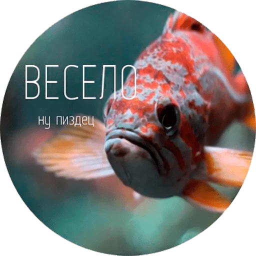 poisson, poisson, connectez-vous, barre de mer, poisson mettant en vedette l'œil céleste