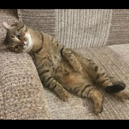 gato, cão do mar, o gato é engraçado, gato cansado, animais domésticos