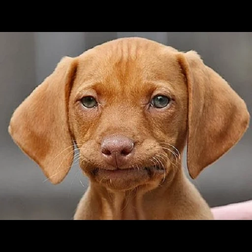 cão, vizsla, modelo de dachshund, cachorro, cachorro engraçado