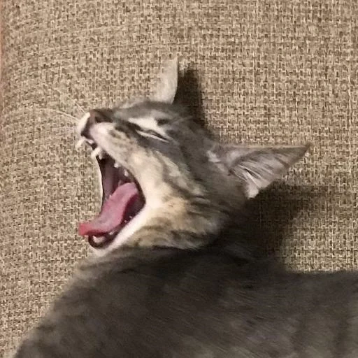 cat, cat, seal, a yawning cat, a yawning cat