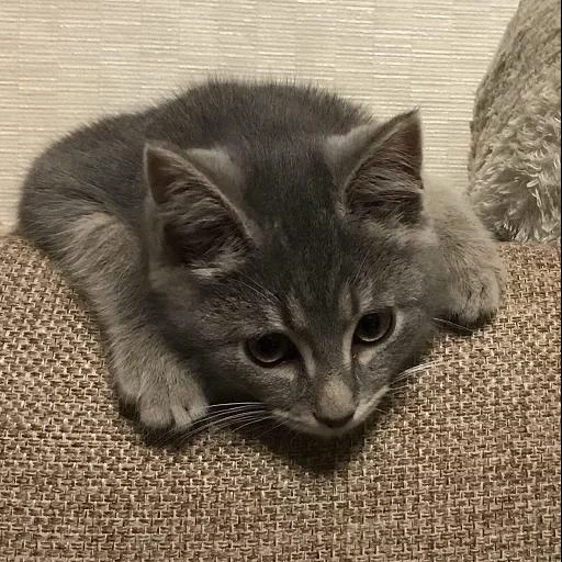 gatto, un gatto, il gattino è grigio, gattino fumoso, ragazza del gattino fumoso