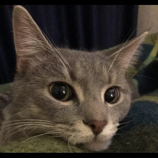 gato, gato, cão do mar, gatinho, gato de pêlo curto europeu