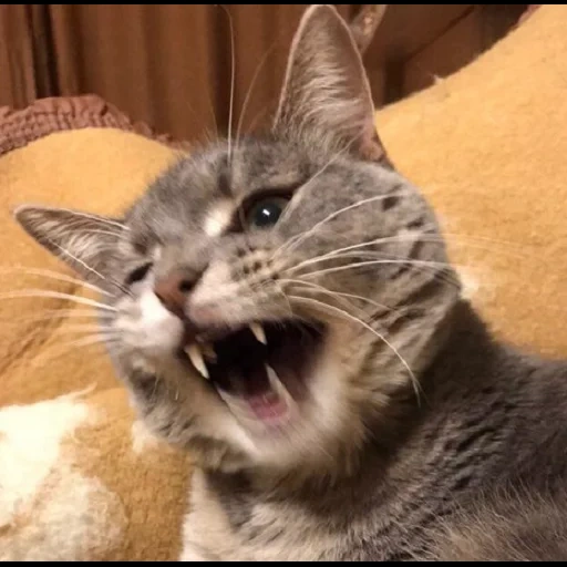 cat, cat, evil cat, the cat yawns, toothless cat