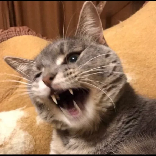 gato, gato, gato malvado, los gatos bostezan, gato sin dientes