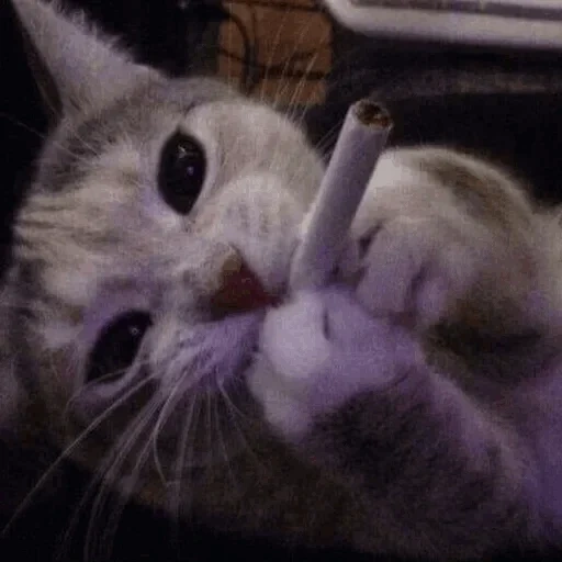 le chat est un cigare, le chat est une cigarette, kitik avec une cigarette, chaton avec une cigarette, la cigarette de meme chat