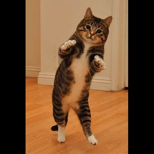 chat, chats drôles, chat dansant, chat dansant, mème de chat dansant