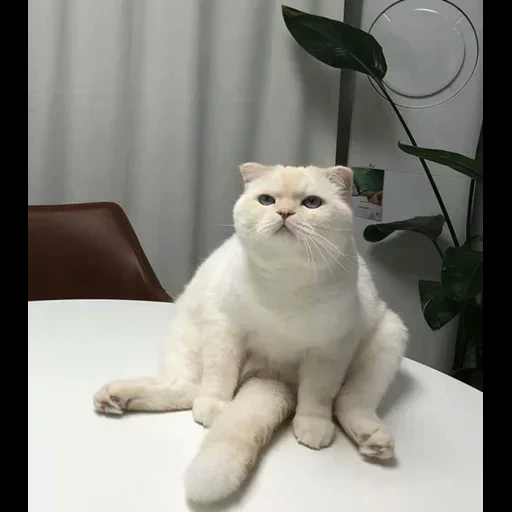 gatto, soonmoo, meme del gatto, meme del gatto, i cani di mare sono ridicoli