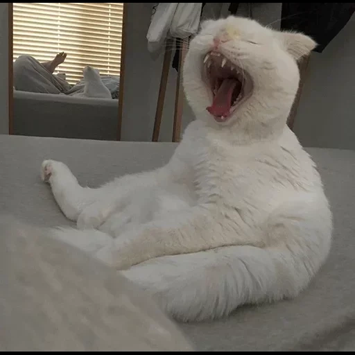 cat, cat cat, meme kucing, a yawning cat, animal cat