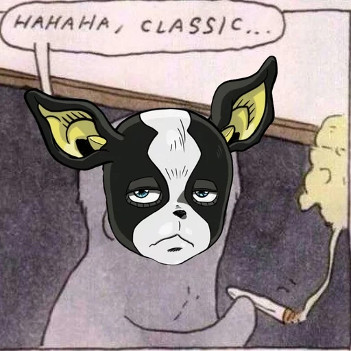 the iggy dog, iggy jojo, haha classic meme, haha classic cat, boston terrier iggy