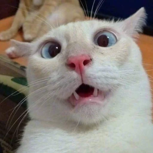 gato, meme de gato, meme de gato, um gato memêmico, gato engraçado