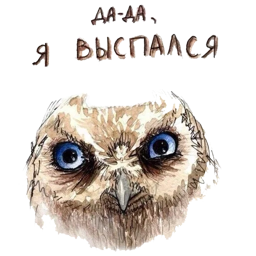 owl, owl, bonjour hibou, hibou avec inscription, hibou qui ne peut pas dormir