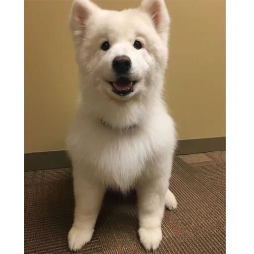 samoyed, samoyed wie, samoyed hund, hund samoyed laika, lächelnde hunderasse samoyed