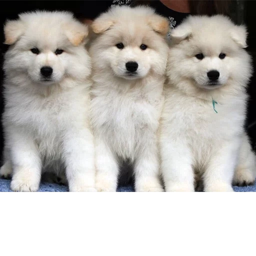 samoyed like, samoyed dog, samoyed likes puppies, samoyed dog puppy, dog samoyed laika