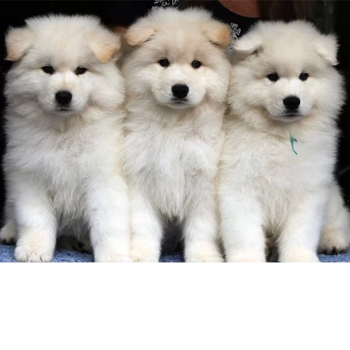 samoyed like, anjing samoyed, samoyed menyukai anak anjing, anak anjing samoyed, anjing samoyed laika