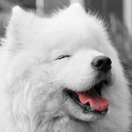 samoyed, hund samoyed, samoyed wie, samoyed hund, hund samoyed laika