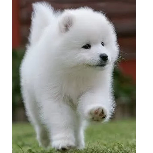 samoye, samoyaka, samoye, oiseau de pomme, le chien samoye aime