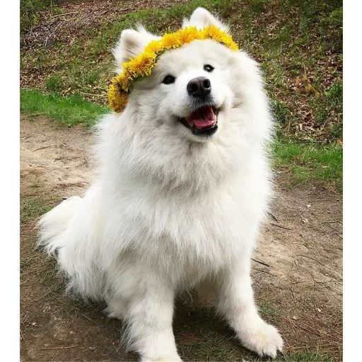 samoye, samoye, samoyaka, samoye, le chien samoye aime