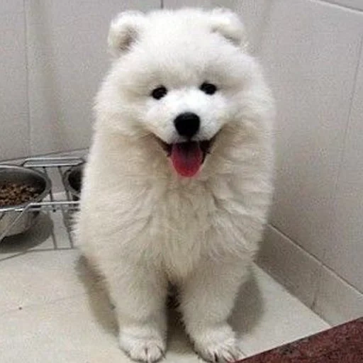 laika samoyed, samoyed like, samoyed dog, samoyed likes puppies, dog samoyed laika