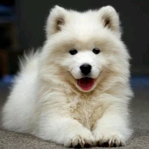 samoyed, anjing samoyed, samoyed like, anjing samoyed, samoyed menyukai anak anjing