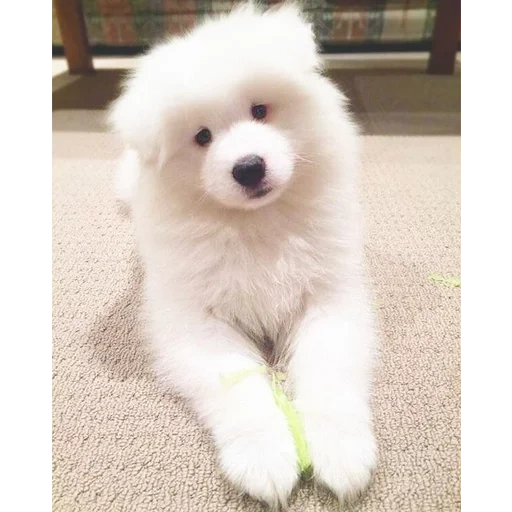 puppy samoyed, samoyed like, anjing samoyed, samoyed menyukai anak anjing, anjing samoyed laika