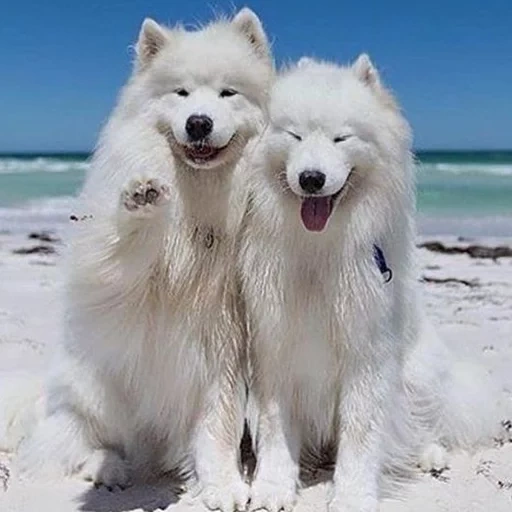 samoyed, samoyed like, samoyed dog, laika samoyed husky, dog samoyed laika