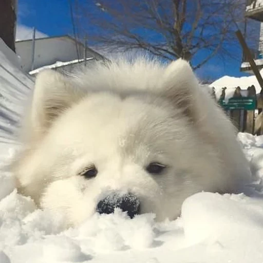 samoyed, its snowed, samoyed like, samoyed dog, dog samoyed laika