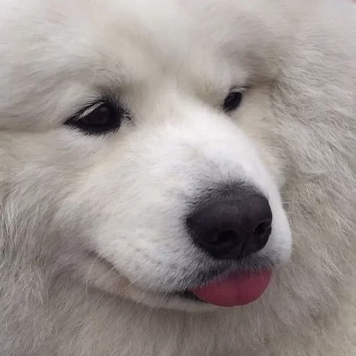 samoyed, samoyed like, anjing samoyed, samoyed menyukai anak anjing, anjing samoyed laika