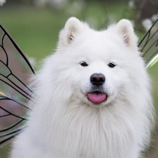 samoye, lion de samoyed, samoyeko, samoyelaika, samoye