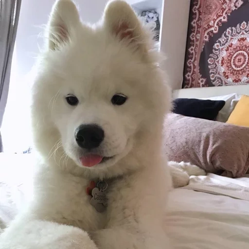 samoyed like, samoyed dog, samoyed likes puppies, dog samoyed laika, samoyed like puppy black