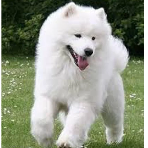 samoyed, the breed of samoyed, samoyed like, samoyed dog, larking is black