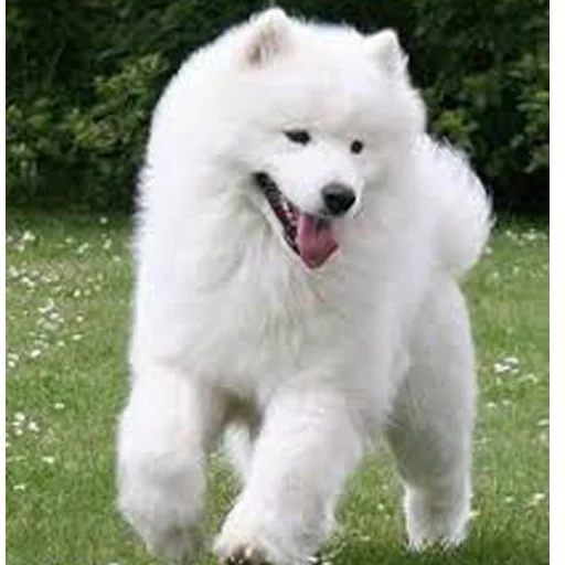 samoyed, la razza di samoyed, samoyed come, cane samoyed, larking è nero