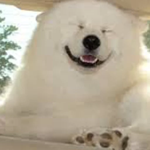 the breed of samoyed, samoyed dog, samoyed like, samoyed dog, dog samoyed laika