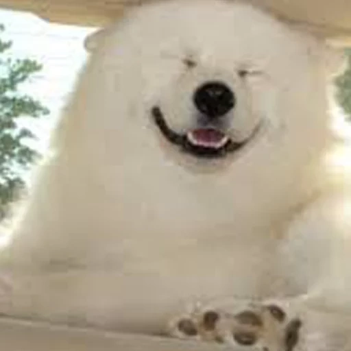 la razza di samoyed, cane samoyed, samoyed come, cane samoyed, cane samoyed laika