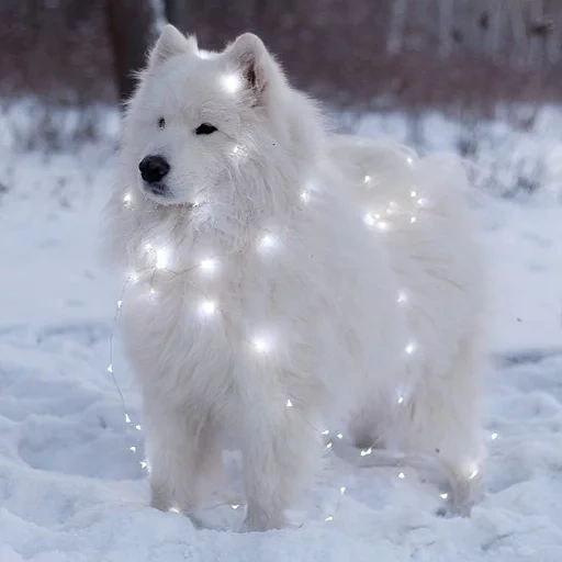 samoyed, samoyed like, samoyed dog, samoyed like white, samoyed like aesthetics