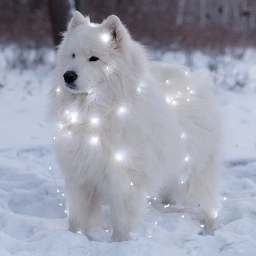 samoyed, samoyed like, anjing samoyed, samoyed seperti putih, samoyed seperti estetika