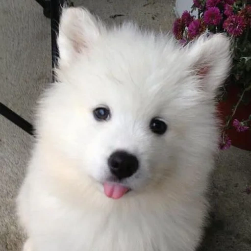 samoyed like, anjing samoyed, samoyed menyukai anak anjing, samoyed husky kecil, samoyed seperti anak anjing hitam