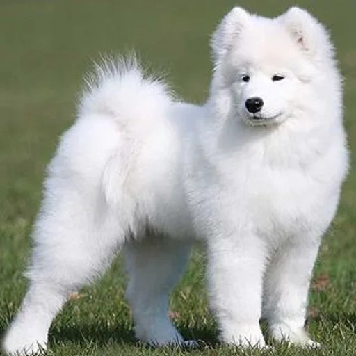 samoyed, samoyed like, samoyed dog, kintamani indonesia, the breed of the dog samoyed