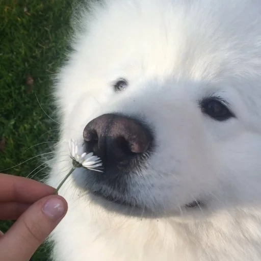 samoye, lekasamoyed, samoyaka, samoye, le chien samoye aime