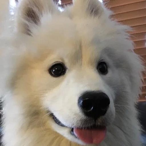 samoyed, samoyed like, samoyed dog, samoyed likes puppies, dog samoyed laika