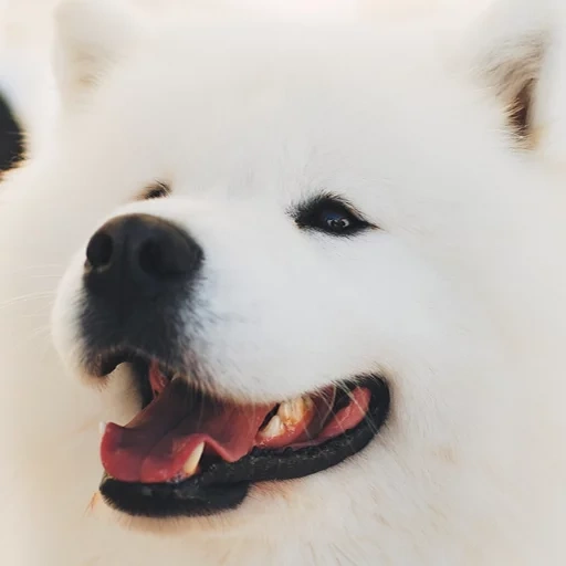 samoyed, samoyed berwarna putih, samoyed like, anjing samoyed, samoyed seperti putih