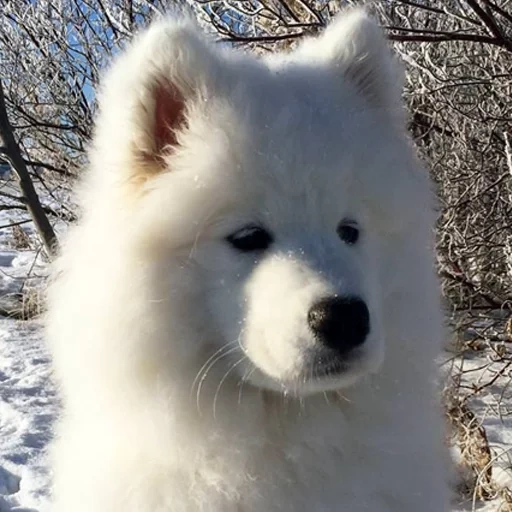 samoyed, samoyed like, samoyed dog, white likes samoyed, dog samoyed laika