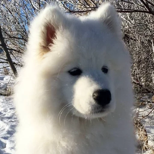 samoyed, samoyed like, anjing samoyed, white menyukai samoyed, anjing samoyed laika