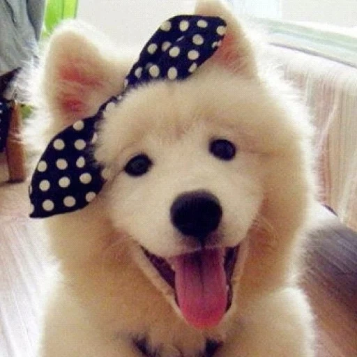 perro, perro lindo, perro samoyer, perro samoyer, perro favorito de samoyer