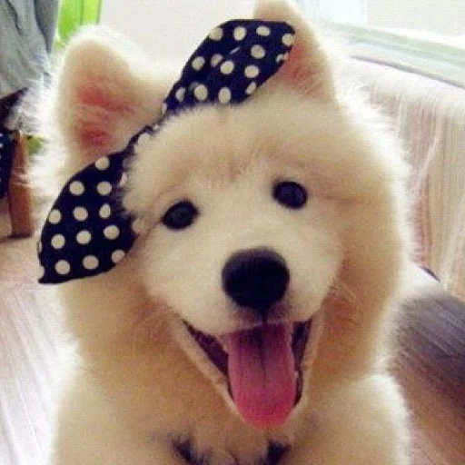 anjing, anjing yang cantik, puppy samoyed, anjing samoyed, samoyed menyukai anak anjing